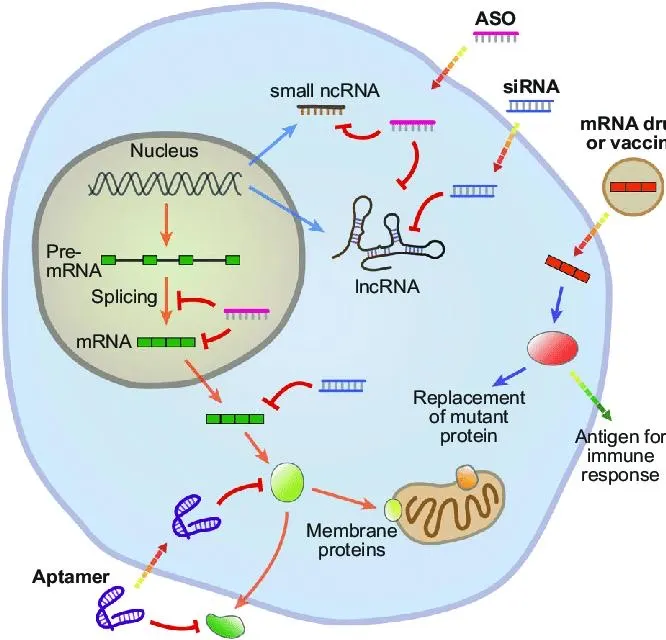 mRNA 药物与脂质纳米颗粒示意图